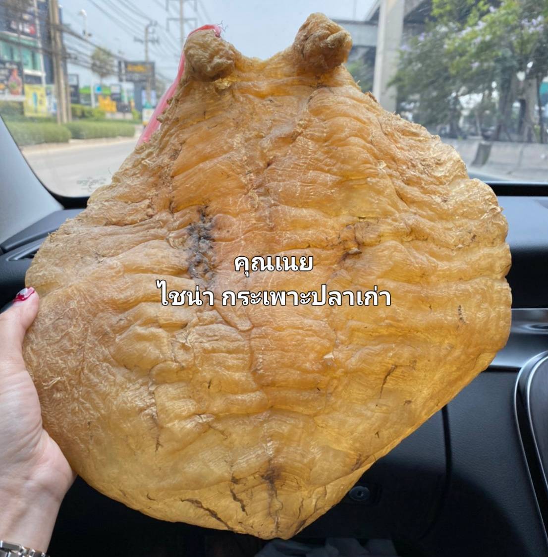 ซัวเถา รับซื้อกระเพาะปลาเก่า รับซื้อกระเพาะปลาเก่า โสมเกาหลีเก่า